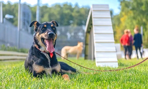 Зоны выгула собак